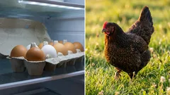 Kurczaki z własnego podwórka czy jajka ze sklepu: co naprawdę jest tańsze